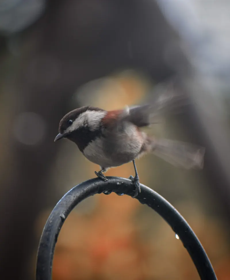 Chickadee2 3 7 20 02