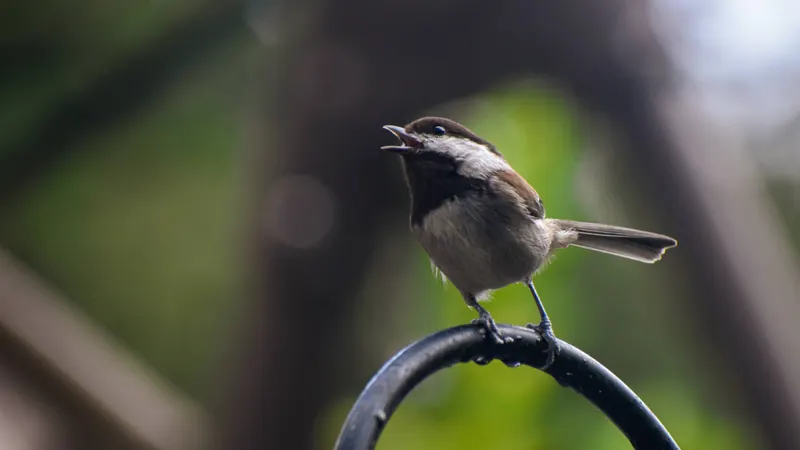 Chickadee4 3 7 20