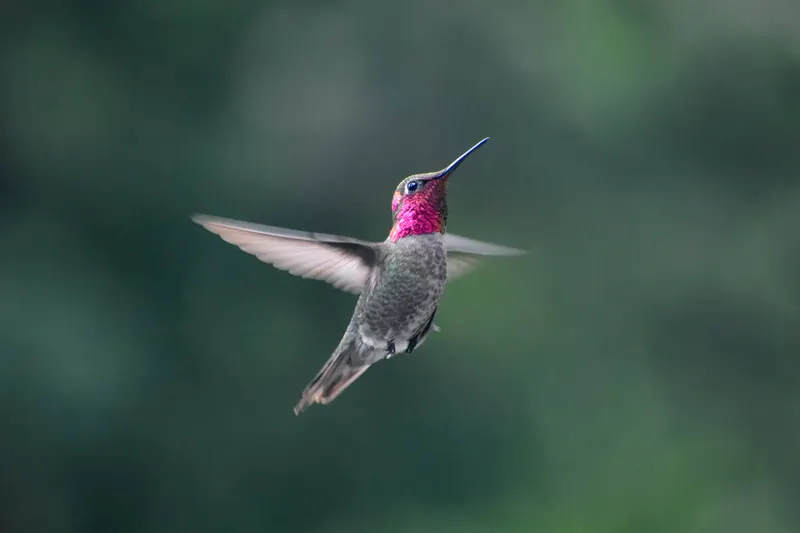 Hummingbird