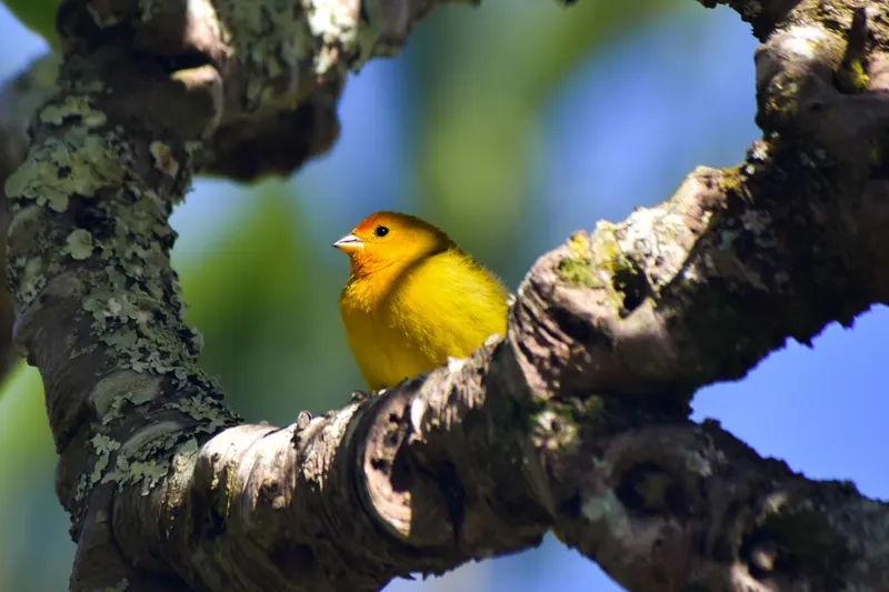 Yellow Bird